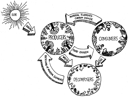 flowchart that shows the relationship between producers consumers and decomposers